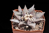 Ariocarpus retusus d. 10 80.00 €